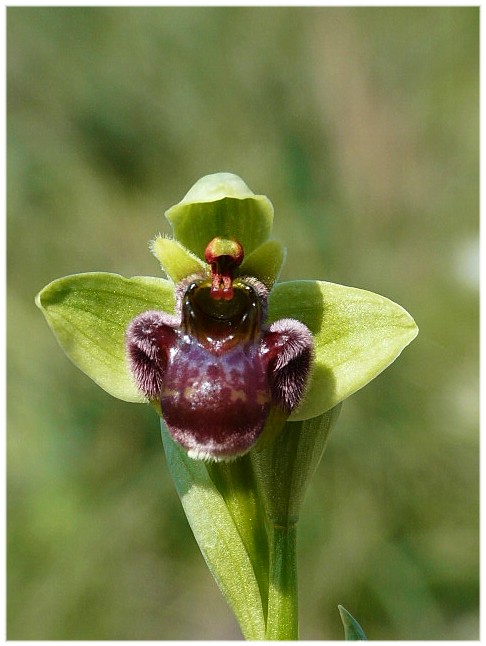 Ophrys bombyliflora